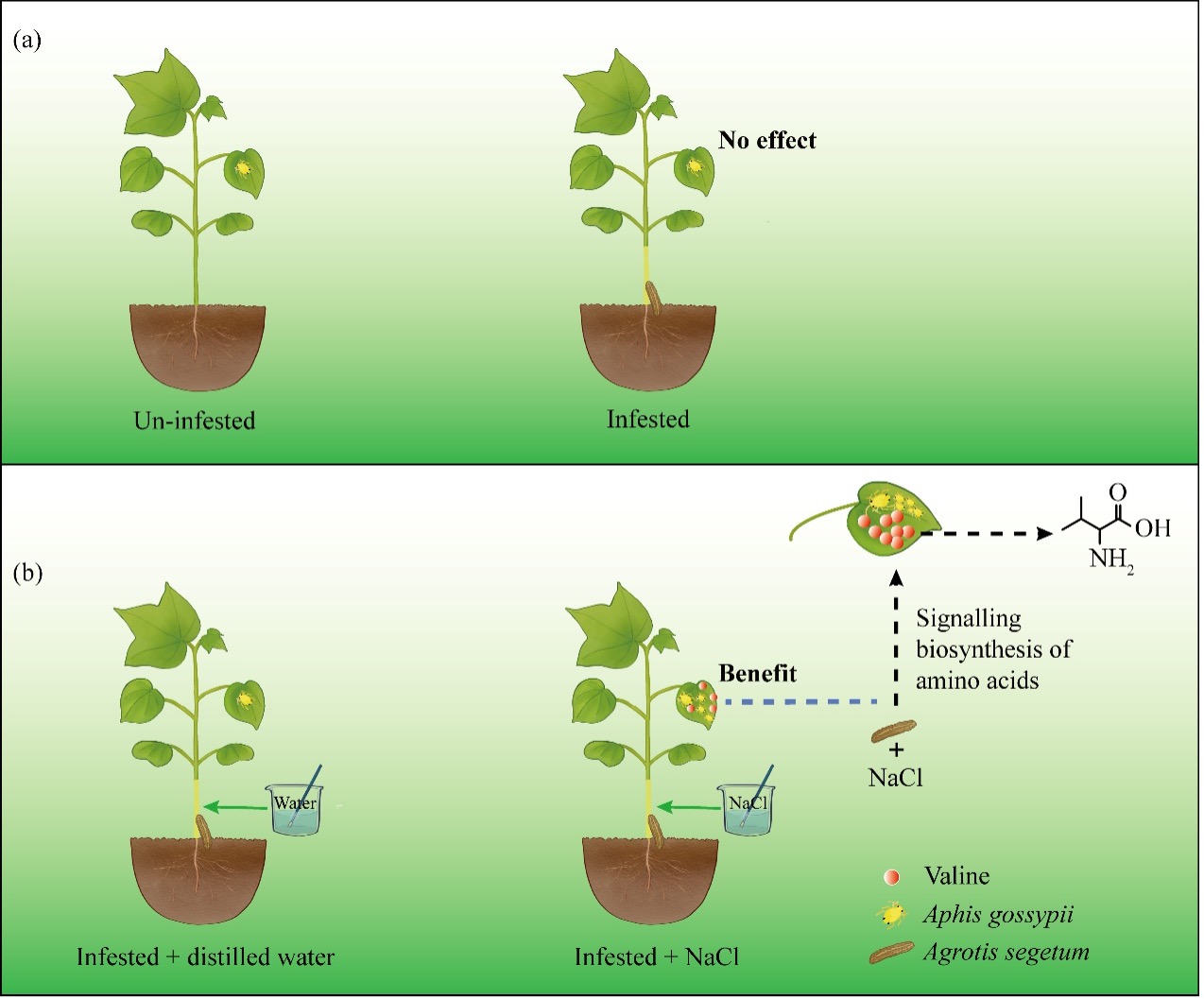 Salinity stress alters plant.jpg