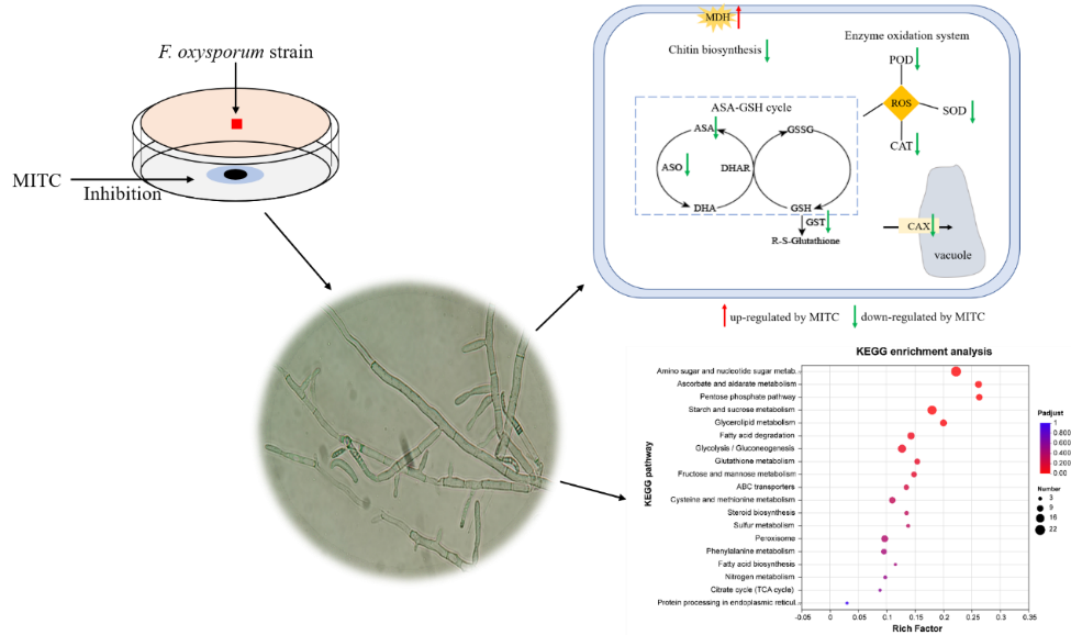 Methyl isothiocyanate history | Shaanxi BLOOM Tech Co., Ltd Methyl isothiocyanate history | Shaanxi BLOOM Tech Co., Ltd