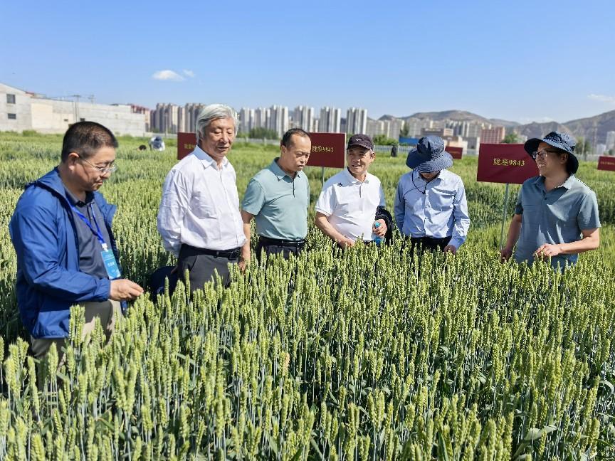 喜看麦菽千重浪——全国麦类作物病害研究与防控协作组50年护小麦增产丰收