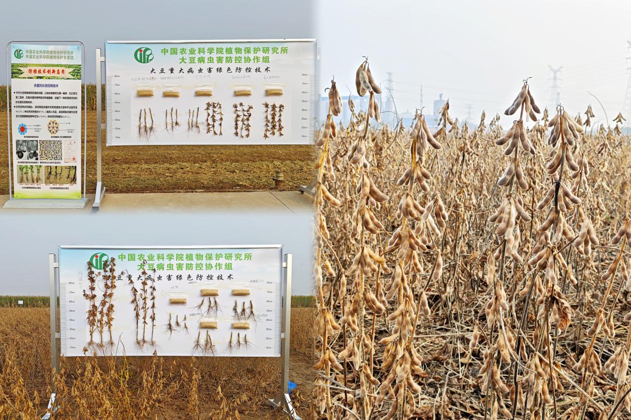 应对不利气候显成效，大豆绿色防控技术在豫交出高产答卷