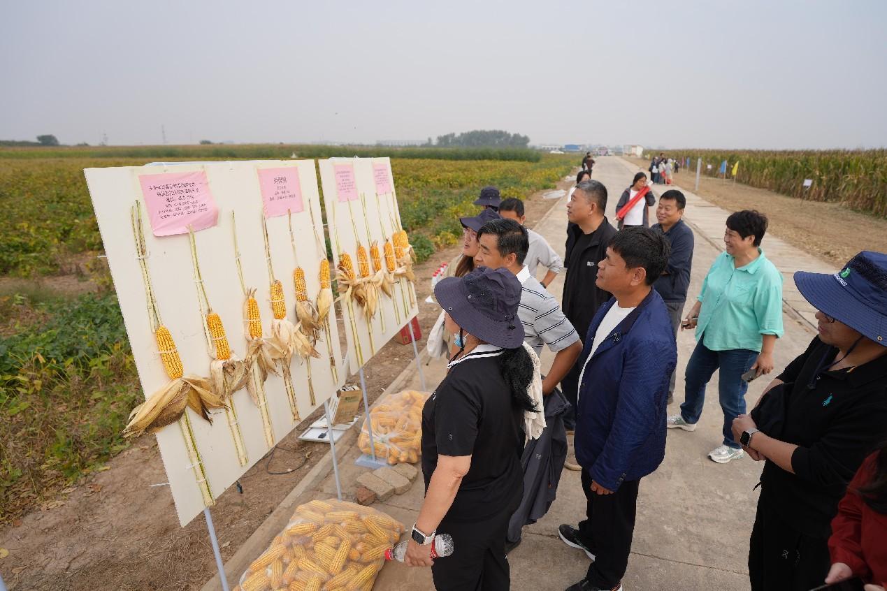 减药、降毒、增产！玉米绿色防控新技术亮相新乡田间